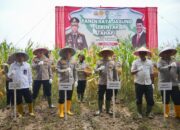 Wakapolda Jabar Panen Raya Jagung di Sumedang, Dukung Swasembada Pangan 2025