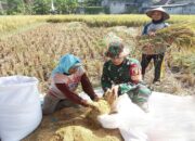 Babinsa Panggungrejo Lakukan Komsos Dan Dampingi Petani Panen Padi