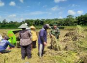 Dampingi Petani Panen Padi, Babinsa Sanan Kulon Bersama Bulog Pastikan Gabah Terserap
