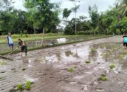 Babinsa Desa Penataran Dampingi Petani Tanam Padi di Dusun Sumberkecek