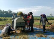 Motivasi Babinsa Gelorakan Semangat Petani Serap Gabah Bersama Bulog Di Kebonduren