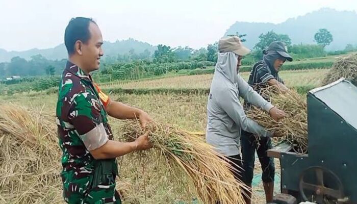 Dukung KPN, Babinsa Kawedusan Yakinkan Penyerapan Berlangsung Optimal