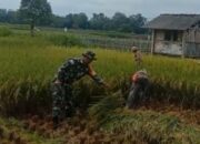 Babinsa Karangbendo Bantu Petani Panen Padi, Dampingi Penyerapan Gabah Di Kecamatan Ponggok
