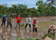 Percepat Masa Tanam, Babinsa Desa Olakalen Bersama Mantri Tani Dan PPL Dampingi Petani Tanam Padi