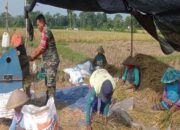 Masa Panen Raya Babinsa Aktif Dampingi Petani Panen Padi Di Desa Soso