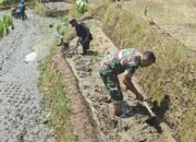 Babinsa Desa Olakalen Dan Petani Bersinergi, Kejar Musim Tanam Padi Dua Kali Setahun di Wilayah Selorejo