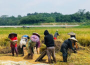Petani Rayakan Panen dengan Syukur: Produksi Meningkat, Dukungan Pemerintah Nyata
