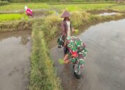 Percepat Masa Tanam, Babinsa Desa Ngembul Dampingi Petani Tanam Padi