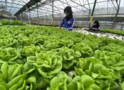 Dongkrak Sektor Pertanian di Cisarua Bandung Barat, Ribuan Petani akan Gelar Hajat Fun Farmers Day