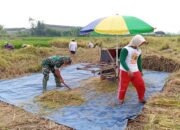 Penuh Semangat, Babinsa Motivasi Panen Padi Poktan Rukun Makmur Di Tanjungsari