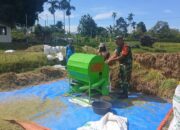 Dampingi Panen Padi, Babinsa Sumberdiren Pastikan Produksi Padi di Wilayah Garum Meningkat