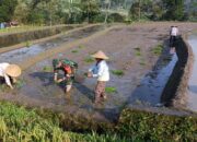 Genjot Produktivitas Padi, Babinsa Desa Tulungrejo Dampingi Petani Tanam Padi