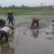 Babinsa Jatitengah Dampingi Petani Tanam Padi Inpari 32, Dukung Ketahanan Pangan Nasional