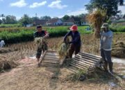 Babinsa Penataran Dampingi Panen Padi, Ajak Petani Optimalkan Ketersediaan Air Untuk Tanam Kembali
