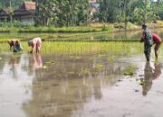 Babinsa Desa Jimbe Dampingi Petani Tanam Padi Musim Kedua Di Kademangan Blitar