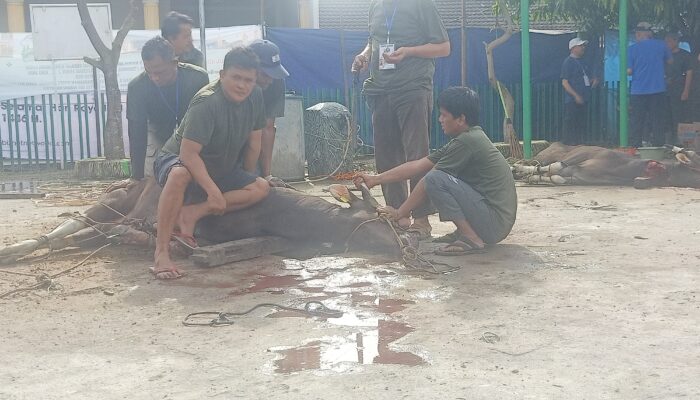 Panitia Hewan Kurban Hari Raya Idul Adha, Masjid Al Aqobah 3 Menerima 42 Hewan Kurban