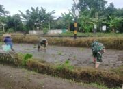 Babinsa Tawangsari Dampingi Petani Tanam Padi Musim Kedua, Dorong Optimalisasi Lahan Dan Ketersediaan Air