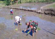 Babinsa Tambakan Dampingi Petani Tanam Padi Musim Kedua Di Lahan Poktan Setia Bakti II