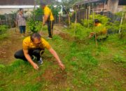 Polsek Marga Perawatan Tanaman Ketahanan Pangan Cabai Dan Jagung