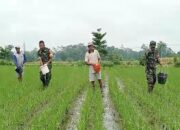 Tingkatkan Produktivitas Panen, Babinsa Desa Pojok Dampingi Petani Lakukan Pemupukan Padi