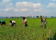 Optimalkan Ketahanan Pangan, Babinsa Kademangan Dukung Petani Tingkatkan Kualitas Panen