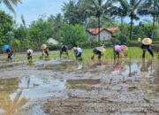 Babinsa Olak Alen Dampingi Petani Tanam Padi, Wujud Nyata Dukungan TNI Pada Ketahanan Pangan