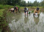 Babinsa Sumbersih Dampingi Poktan Tunas Jaya Tanam Padi di Lahan Warga