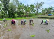 Babinsa Ngoran Dampingi Kelompok Tani Berkah Tani dalam Penanaman Padi Di Nglegok