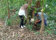 Babinsa Dan Warga Ngadirejo, Tanam Pohon Beringin Dan Saman Untuk Lestarikan Alam Dan Sumber Air
