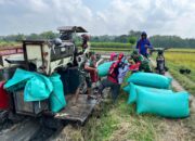 Babinsa Bantu Petani Panen Padi, Bukti Kepedulian Terhadap Ketahanan Pangan