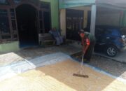 Maksimalkan Sergap Berkualitas, Babinsa Dampingi Petani Di Babahrot Penjemuran Padi