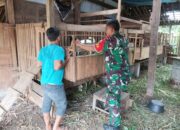 Babinsa Koramil Kemusu Dorong Peternak Kambing Tingkatkan Kebersihan Kandang dan Produktivitas