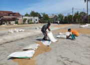 Babinsa Koramil 15/Matangkuli Bantu Warga Jemur Padi