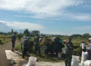 Musim Panen Tiba, Pasukan Loreng Hadir Mendampingi Petani, Jaga Ketahanan Pangan Nasional