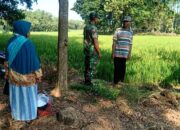 Babinsa Klego Pantau Pertumbuhan Padi Program Pompanisasi, Dukung Swasembada Pangan di Boyolali