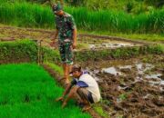 Serda Suharyanto Pantau Perkembangan Benih Padi di Desa Binaan