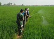 Cegah Hama Tanaman, Babinsa Bantu Semprot Padi Petani