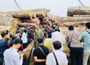Tersangka Illegal Logging di Mentawai  Siap Dilimpahkan