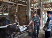 Babinsa Koramil Mojosongo Dorong Peternak Boyolali Tingkatkan Mutu Genetik Sapi Potong