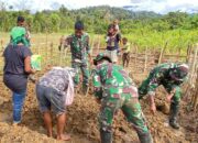 Pos Denom Satgas Yonif 751/VJS Bersama Warga Bangun Kebun Ketahanan Pangan: Edukasi Berkebun untuk Kemandirian Kampung