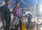 Babinsa Simo Dampingi Peternak Ayam Potong, Dorong Usaha Ternak Sehat dan Berkelanjutan