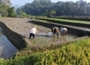 Wujudkan Ketahanan Pangan,Babinsa Turun Ke Sawah