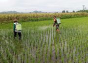 Bantu Perawatan Tanaman Padi, Babinsa Kelurahan Satrean Dampingi Poktan Kembang Kuning