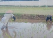 Dukung Ketahanan Pangan Nasional, Serda Dedy Awang Dampingi Penanaman Padi Milik Bapak Sumino