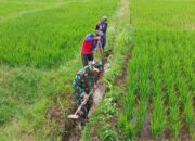 Guna Optimalkan Produksi Padi, Babinsa Dan Petani Resapombo Sinergi Bersihkan Lahan Pertanian