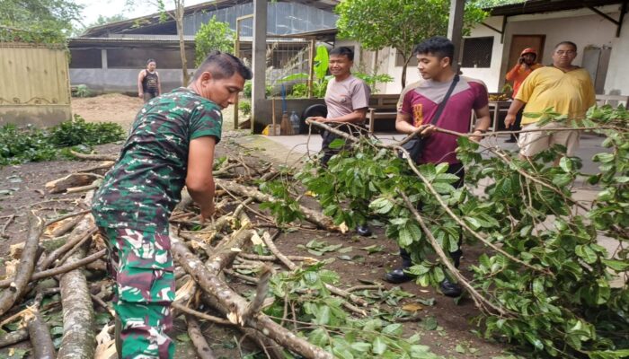 Anggota Koramil 0808/06 Srengat Bersama Warga, Polsek Dan BPBD Gotong Royong Bersihkan Pohon Tumbang di Desa Purwokerto