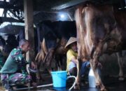 TMMD Ke 127 Tak Hanya Bangun Rumah, Jembatan Dan Jalan, Prajurit TNI Turut Juga Bantu Warga Perah Susu Sapi