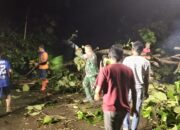 Pohon Tumbang Tutup Jalan Simo–Klego, Babinsa dan Warga Bergerak Cepat Selamatkan Akses