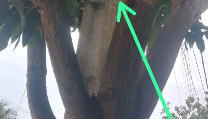 Penarikan Kabel WiFi di Desa Jeungjing Diduga Tanpa Izin Resmi, DPP BIAS Indonesia Desak Investigasi Menyeluruh