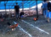 Polres Morowali Melaksanakan Penegakan Hukum (GAKUM) Terhadap  Perjudian Sabung Ayam